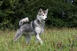 ALASKAN MALAMUTE 713